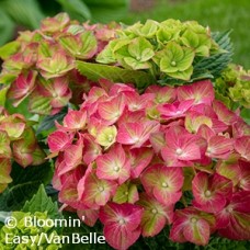 HYDRANGEA MAC TILT-A-SWIRL