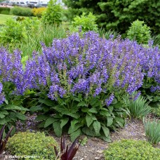 SALVIA BIG SKY