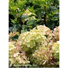 HYDRANGEA PAN LITTLE LIME