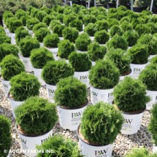THUJA OCC TATER TOT