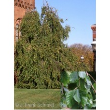 FAGUS SYL PENDULA