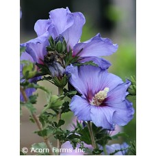 HIBISCUS SYR AZURRI BLUE SATIN