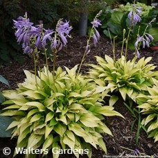 HOSTA MUNCHKIN FIRE