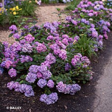 HYDRANGEA MAC BLOOMSTRUCK