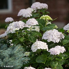 HYDRANGEA MAC BLUSHING BRIDE
