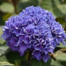 HYDRANGEA MAC RHYTHMIC BLUE