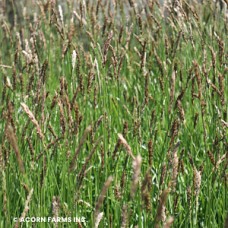 SESLERIA GREEN LEE