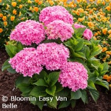 HYDRANGEA MAC STARFIELD