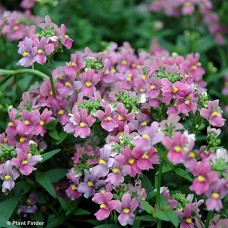 NEMESIA GENERIC