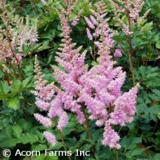 ASTILBE ARE ICE CREAM