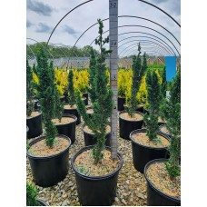 CHAMAECYPARIS WISSELS SAGUARO