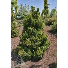 CRYPTOMERIA JAP BLACK DRAGON