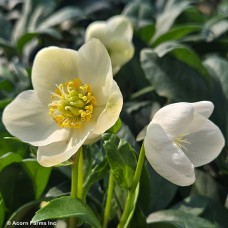 HELLEBORUS HGC DIVA