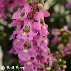 ANGELONIA ARCHANGEL PINK