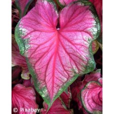 CALADIUM PINK