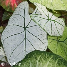 CALADIUM WHITE