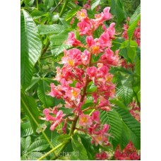 AESCULUS CARNEA FT MCNAIR