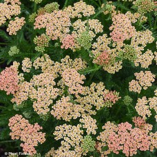 ACHILLEA NEW VINTAGE TERRACOTT
