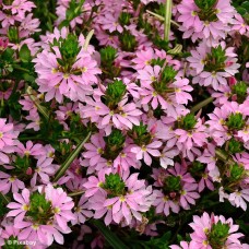 SCAEVOLA PINK