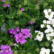VERBENA ASSORTED