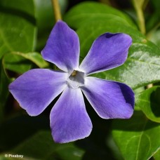 VINCA BLUE