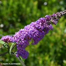 BUDDLEIA LIL GRAPE