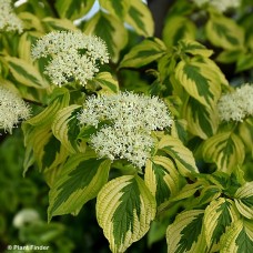 CORNUS ALT GOLDEN SHADOWS