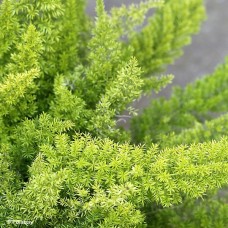 FERN FOXTAIL