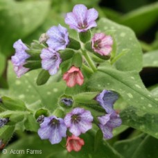 PULMONARIA SAC MRS MOON