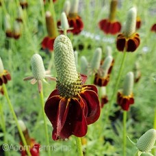 RATIBIDA RED MIDGET