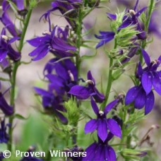 LOBELIA SPE STARSHIP BLUE