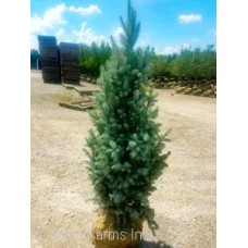 PICEA PUN BLUE TOTEM