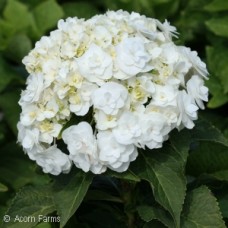 HYDRANGEA MAC WEDDING GOWN
