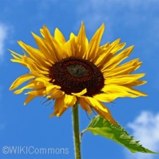SUNFLOWER DWARF