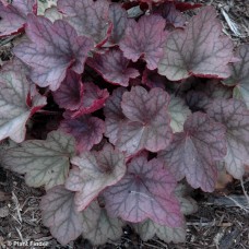 HEUCHERA ROSE GRANITA