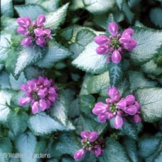 LAMIUM MAC PURPLE DRAGON