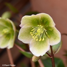 HELLEBORUS WINTERBELLS