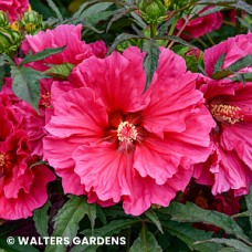 HIBISCUS WATERMELON RUFFLES