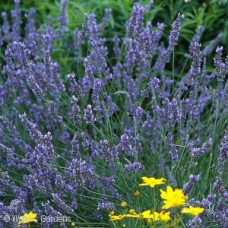 LAVANDULA GROSSO