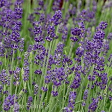 LAVANDULA PHENOMENAL