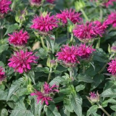 MONARDA GRAPE GUMBALL