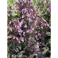 PENSTEMON MIDNIGHT MASQUERADE