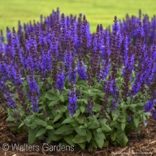 SALVIA NEM BUMBLEBLUE