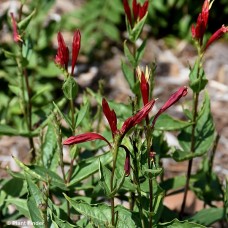 SPIGELIA APPLE SLICES