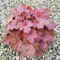 HEUCHERA CHERRY COLA