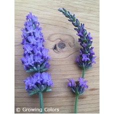 LAVANDULA SENSATIONAL