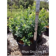 RHUS AROMATICA GRO-LOW