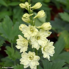 DELPHINIUM MINI STARS