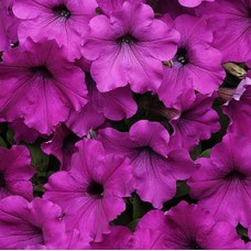 PETUNIA EASY WAVE VIOLET