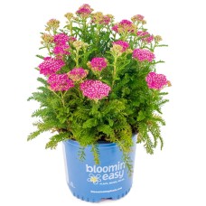 ACHILLEA MILLY ROCK ROSE